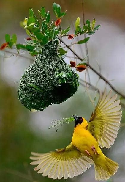 氣旋方向 鳥來家裡築巢